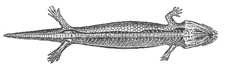 Fig.263. Fossil mailed amphibian, from the Bohemian Carboniferous (Seeleya).