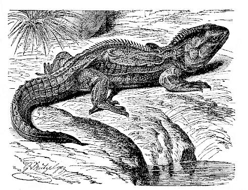 Fig.264. The lizard (Hatteria punctata = Sphenodon punctatus) of New Zealand.