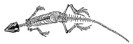 Fig.265. Homoeosaurus pulchellus, a Jurassic proreptile from Kehlheim.