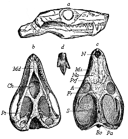 Fig.267. Skull of a Triassic theromorphum (Galesaurus planiceps), from the Karoo formation in South Africa.