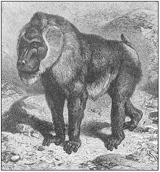 Fig.277. The drill-baboon (Cynocephalus leucophaeus) (From Brehm.)