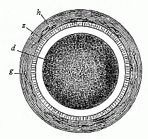 Fig.28 Stem-cell of a rabbit.