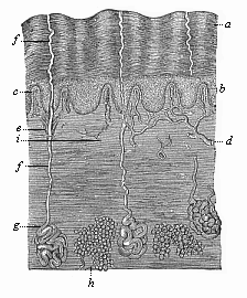 Fig.244. The human skin in vertical section.