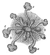 Fig.288. Mammary gland of a new-born infant.