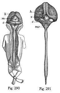 CaFig.290. Human embryo, three months old, from the dorsal side: brain and spinal cord exposed. Fig. 291. Central marrow of a human embryo, four months old, from the back.nyon