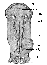 Fig.297. Head of a chick embryo (hatched fifty-eight hours), from the back.