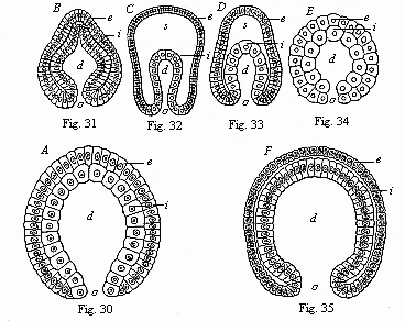 Fig.30 Gastrula of a very simple primitive-gut animal or gastræad. Fig. 31 Gastrula of a worm. Fig. 32 Gastrula of an echinoderm. Fig. 33 Gastrula of an arthropod. Fig. 34 Gastrula of a mollusc. Fig. 35 Gastrula of a vertebrate.