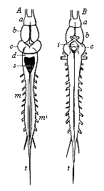 Fig.300. Brain and spinal cord of the frog.