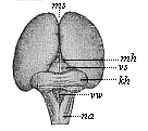 Fig. 302. Brain of a human embryo, twelve weeks old.