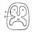 Fig.312. Diagrammatic section of the mouth-nose cavity.