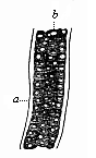 Fig.328. A piece of the axial rod (chorda dorsalis), from a sheep embryo.