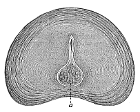 Fig.331. Intervertebral disk of a new-born infant, transverse section.