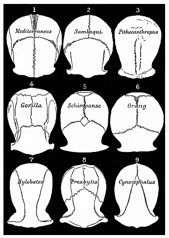 Fig.345. Roofs of the skulls of nine Primates (Cattarrhines), seen from above and reduced to a common size.