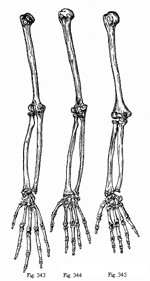 Fig.343-345. Arm and hand of three anthropoids. Fig. 343. Chimpanzee (Anthropithecus niger). Fig. 344. Veddah of Ceylon (Homo veddalis). Fig. 345. European (Homo mediterraneus).