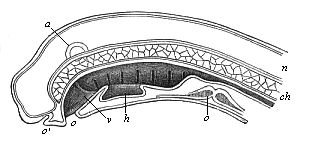 Fig.355. Median section of the head of a Petromyzon-larva.