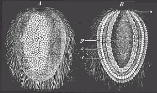 Fig.36 Gastrula of a lower sponge (olynthus).