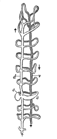 Fig.362. Vascular system of an Annelid (Saenuris), foremost section.