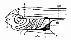 Fig.363. Head of a fish-embryo, with rudimentary vascular system, from the left.