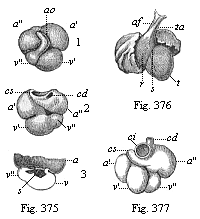 Fig.375. Heart of a human embryo, four weeks old. Fig. 376. Heart of a human embryo, six weeks old, front view. Fig. 377. Heart of a human embryo, eight weeks old, back view.