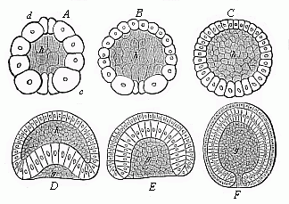 Fig.38 Gastrulation of the amphioxus.