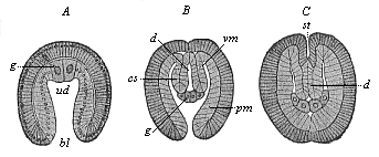 Fig.383. Embryos of Sagitta, in three earlier stages of development.