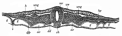 Fig.385. Transverse section of the embryonic shield of a chick, forty-two hours old.