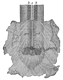 Fig.386. Rudimentary primitive kidneys of a dog-embryo.