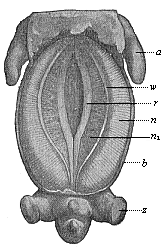 Fig.388. Pig-embryo, three-fifths of an inch long, seen from the ventral side.