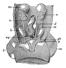 Fig.402. Urogenital system of a human embryo of three inches in length.