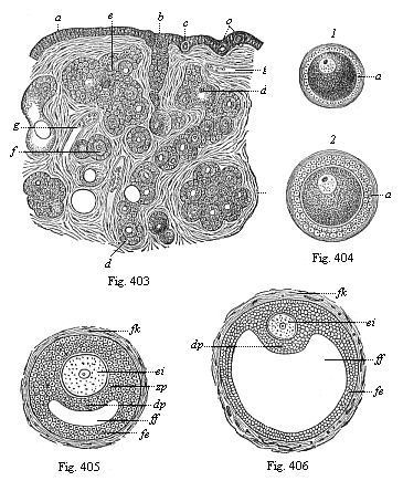 Figs. 403-406. Origin of human ova in the female ovary.