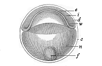 Fig.54. Discoid gastrula (discogastrula) of a bony fish.