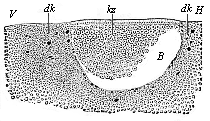 Fig. 55 Longitudinal section through the blastula of a shark.