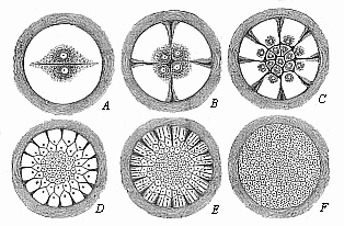 Fig. 57 Diagram of discoid segmentation in the bird’s ovum.