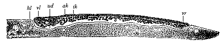 Fig.61. Longitudinal section of the discoid gastrula of the nightingale.