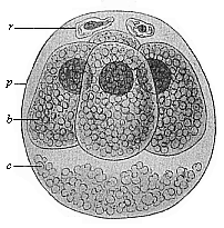 Fig.63. Ovum of the opossum (Didelphys) divided into four.