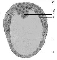 Fig.67. Longitudinal section through the oval gastrula of the opossum.