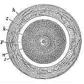 Fig.68. Stem-cell of the mammal ovum (from the rabbit). Fig. 69. Incipient cleavage of the mammal ovum (from the rabbit). Fig. 70. The first four segmentation-cells of the mammal ovum (from the rabbit). Fig. 71. Mammal ovum with eight segmentation-cells (from the rabbit).