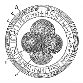 Fig. 70 The first four segmentation-cells of the mammal ovum (from the rabbit).