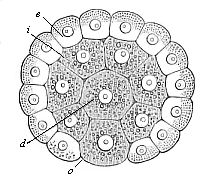 Fig.72. Gastrula of the placental mammal (epigastrula from the rabbit), longitudinal section through the axis.