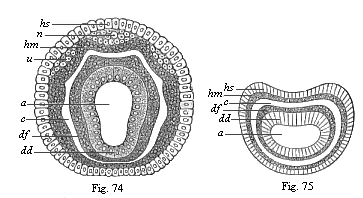 Figs. 74 and 75. Diagram of the four secondary terminal layers.