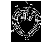 Fig.76. Coelomula of sagitta.