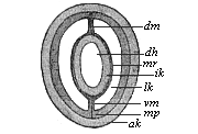 Fig.78. Section of a young sagitta.