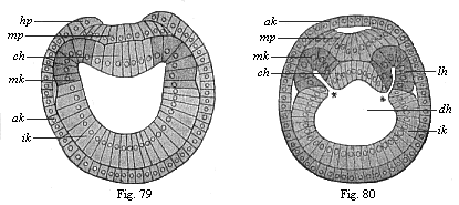 Figs. 79 and 80. Transverse section of amphioxus-larvae.