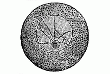 Fig.8 Unfertilised ovum of an echinoderm.