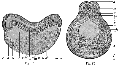 Figs. 85 and 86. Chordula of the amphibia (the ringed adder).