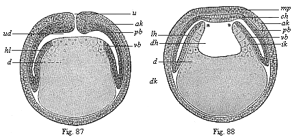 Figs. 87 and 88. Diagrammatic vertical section of coelomula-embryos of vertebrates.