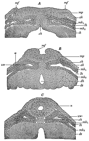 Fig.91 A, B, C. Vertical section of the dorsal part of three triton-embryos.