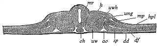 Fig.93. Transverse section of the vertebrate-embryo of a bird (from a hen’s egg on the second day of incubation).