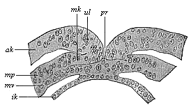 Fig.97. Transverse section of the primitive mouth (or groove) of a human embryo (at the coelomula stage).