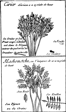 TOP: Myrtle Wax Tree--BOTTOM: Vinegar tree (Acacia or Locust) (on p. 221)